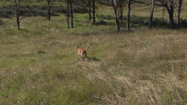 Dingo running in long grass
