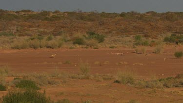 Dingo trotting across a dry landscape