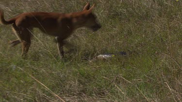Dingo carrying a dead rabbit in tall grass