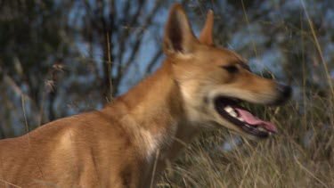 Close up of a Dingo in tall grass