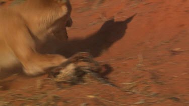 Dingo with its paw caught in a trap