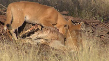 Pair of Dingoes eating a dead Kangaroo