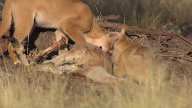 Pair of Dingoes eating a dead Kangaroo