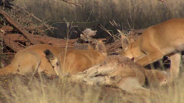 Pair of Dingoes eating a dead Kangaroo