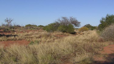 Dry landscape