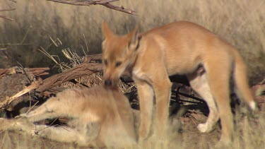 Dingo eating a dead Kangaroo