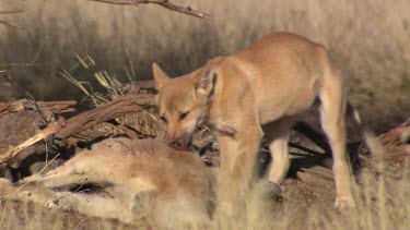 Dingo eating a dead Kangaroo