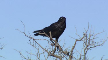 Raven perched in a treetop