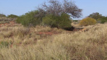 Dry landscape