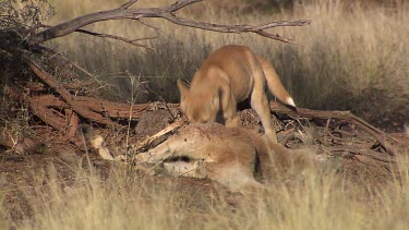 Dingo eating a dead Kangaroo