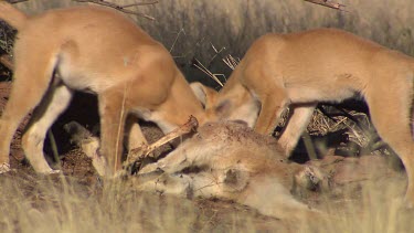Pair of Dingoes eating a dead Kangaroo