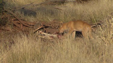 Dingo eating a dead Kangaroo