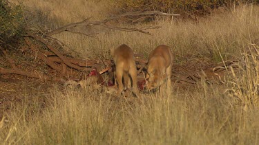 Pair of Dingoes eating a dead Kangaroo at a distance