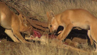 Pair of Dingoes eating a dead Kangaroo