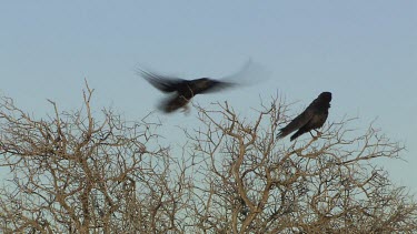 Pair of Ravens perched in a treetop