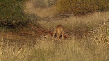 Dingo eating a dead Kangaroo at a distance