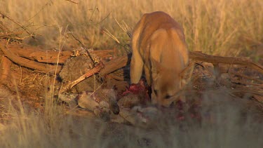 Dingo eating a dead Kangaroo