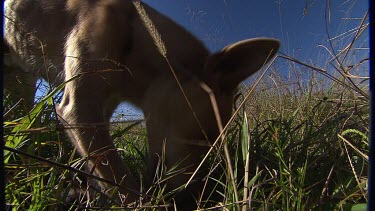 Close up of a Dingo eating a rabbit
