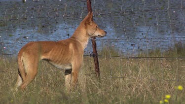 Dingo beside a chain fence