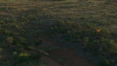 Aerial -Kimberley Region  - man walking in bush land