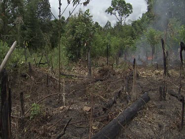 Burning Rainforest. Burnt trees logs tree stumps in foreground. Ash charcoal fuel. Flames, heat haze; smoke; fire. Burnt.