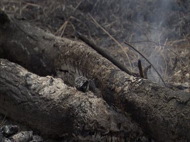 Burning Rainforest. Burning tree logs. Ash blowing in wind. charcoal fuel. Flames, heat haze; smoke; fire. Burnt. Smoldering.