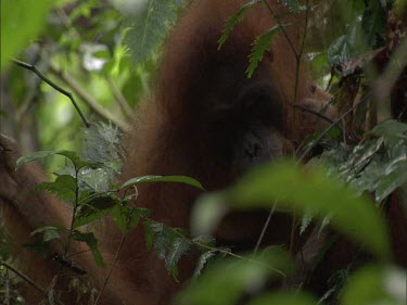 Orangutan in tree looking out towards camera.