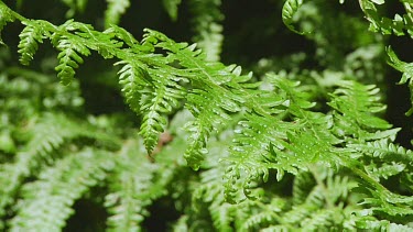 Young ferns in a forest in the dunes of Holland, gentle breeze moves leaf frond.