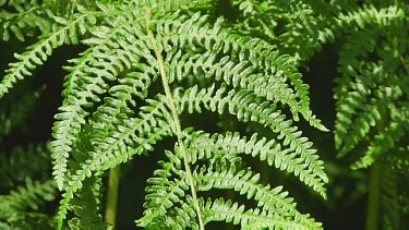 Young ferns in a forest in the dunes of Holland