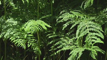 Young ferns in a forest in the dunes of Holland