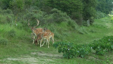 Fallow deer grazing. Bucks with large antlers