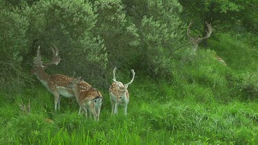 Fallow deer grazing. Bucks with large antlers. Typical spring time shot.  Tails flick and waving.