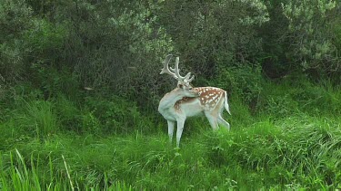 One Fallow deer grazing. Buck with antlers.