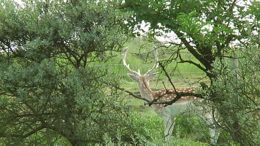 One Fallow deer grazing. Buck with antlers. See barbed wire fence of enclosure in background.