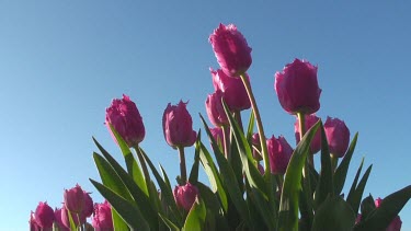 Tulips (Tulipa burgundy lace) in a field in the Netherlands