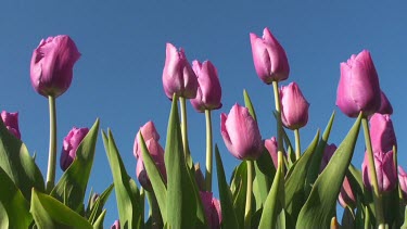 Tulips (Tulipa Christmas marvel) in a field in the Netherlands