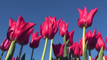 Tulips (Tulipa pieter de leur) in a field in the Netherlands