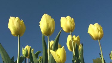 Tulips (Tulipa friendship) in a field in the Netherlands