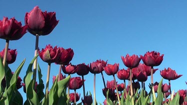 Tulips (Tulipa cripsion dark) in a field in the Netherlands