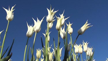 Tulips (Tulipa velvet moon) in a field in the Netherlands