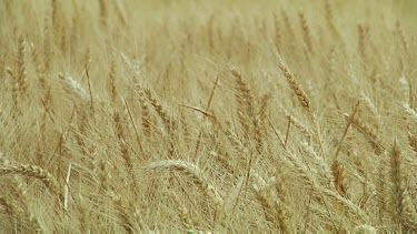 Wheat field background