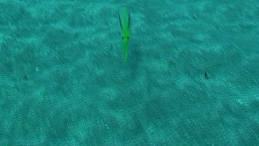 Forsskals goatfish (parupeneus fosskali) feeding off the bottom of the Red Sea (Egypt)