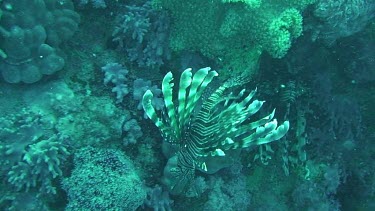 Lionfish (pterois volitans) swimming in the Red Sea