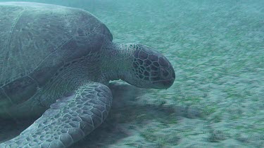 Green sea turtle feeding on the sea grass in the Red Sea (Egypt)