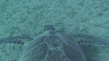 Green sea turtle feeding on the sea grass in the Red Sea (Egypt)