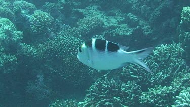 Scissortail sergeant (abudefduf sexfasciatus) swimming in the Red Sea