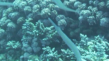 Cornetfish (fistularia commersonii) swimming in the Red Sea