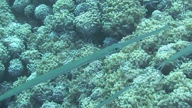 Cornetfish (fistularia commersonii) swimming in the Red Sea