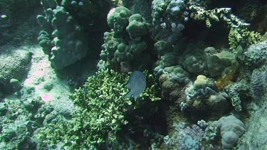 Whitebelly damselfish (Amblyglyphidodon leucogaster) above the coral reef in the Red Sea
