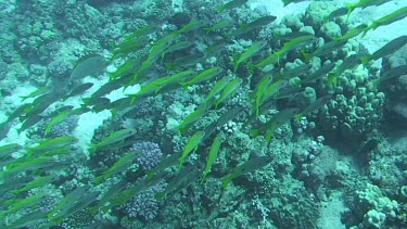 Shoal of one spot snappers (lutjanus monostigma) swimming in the Red Sea